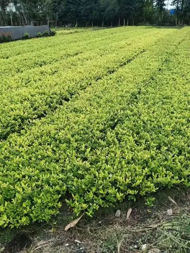 汝州小屯廊道綠化工程